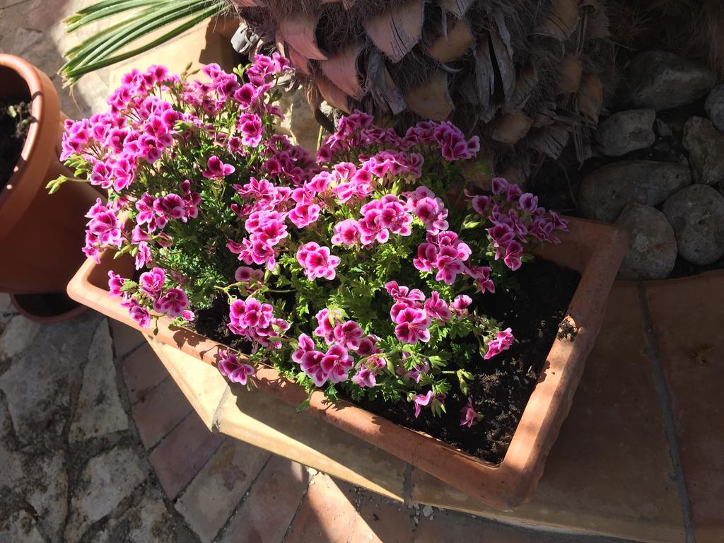 B&B Limone San Leone Exterior foto